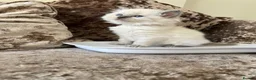 Ragdoll cats for sale: Beautiful Gccf ragdoll kittens  - Advert 12