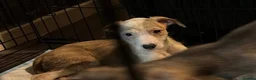 Mixed Breed dogs for sale: Greyhound x deerhound - Advert 2
