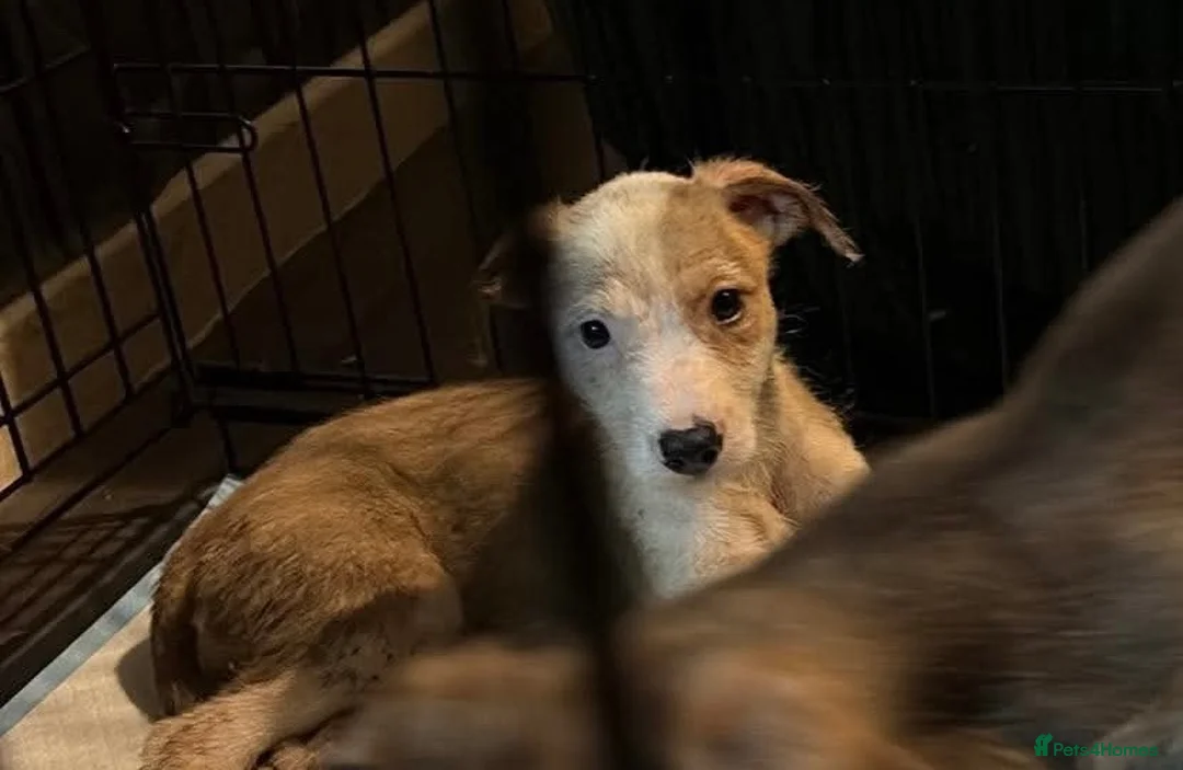 Mixed Breed dogs for sale: Greyhound x deerhound - Advert 2