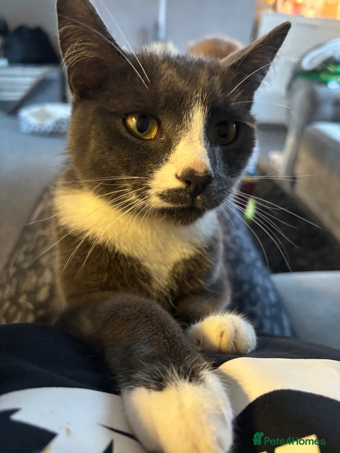 Mixed Breed cats for sale: Teddy  - Advert 2