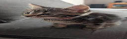 Maine Coon cats for sale: Beautiful Maine Coon/Bengal kittens - Advert 9