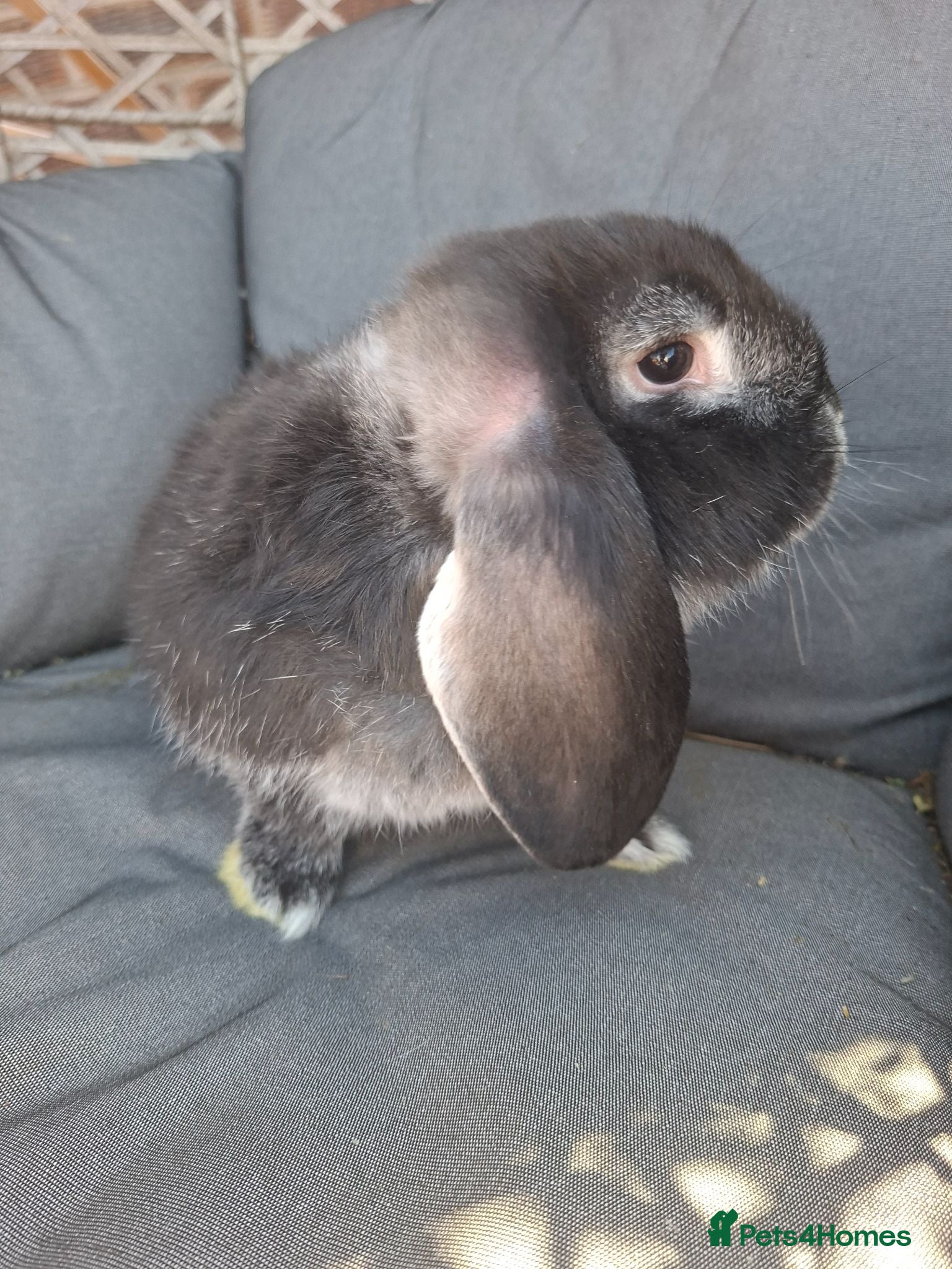 French Lop rabbits Vaccinated Baby doe - Advert 1