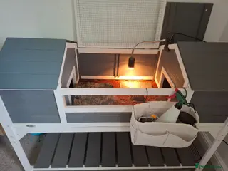 Tortoise reptiles Red footed tortpise and full set up - Advert 2