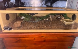 Tarantulas invertebrates for sale: Brazilian black tarantula  - Image 3