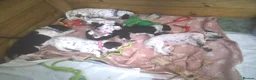 Mixed Breed dogs for sale: Beautiful Sprollie x Dalmatian pups - Advert 5