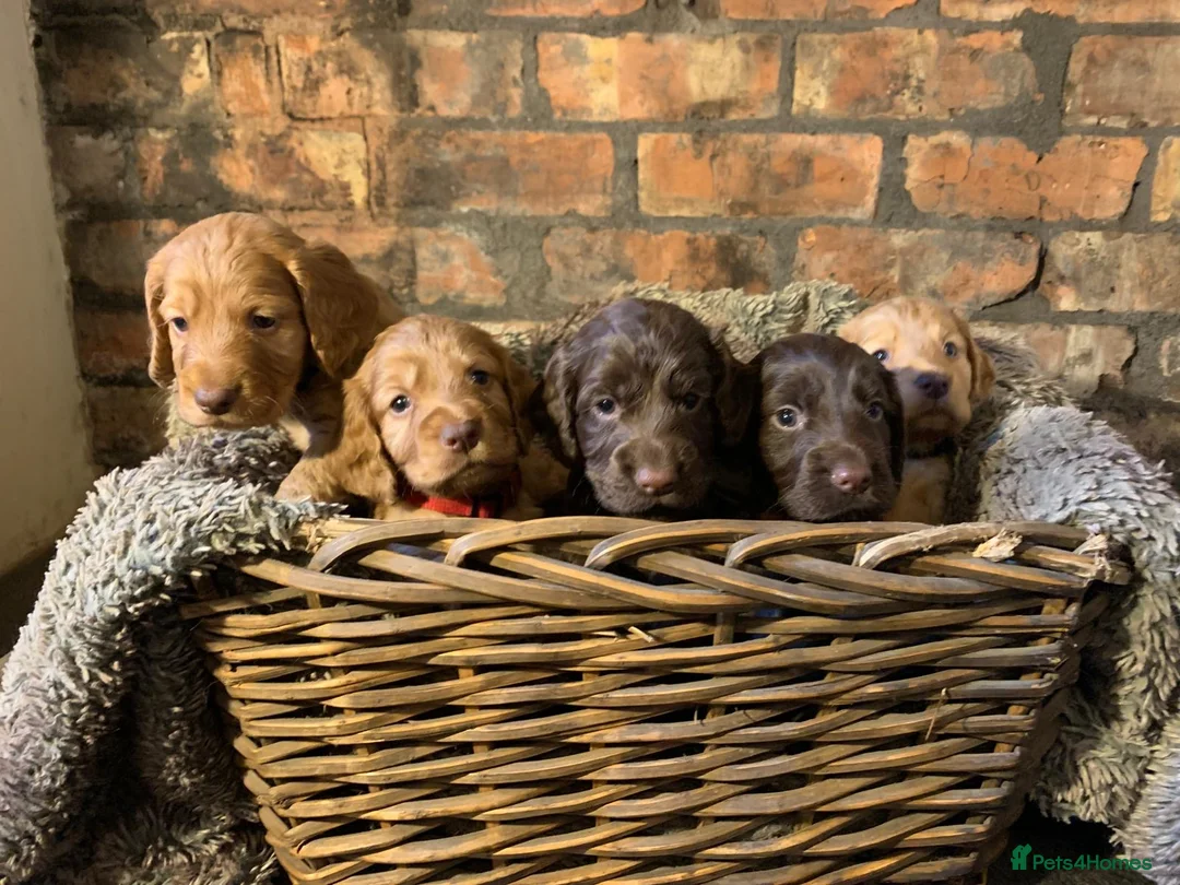 Cocker Spaniel dogs for sale: Working cocker spaniel puppies - Advert 5