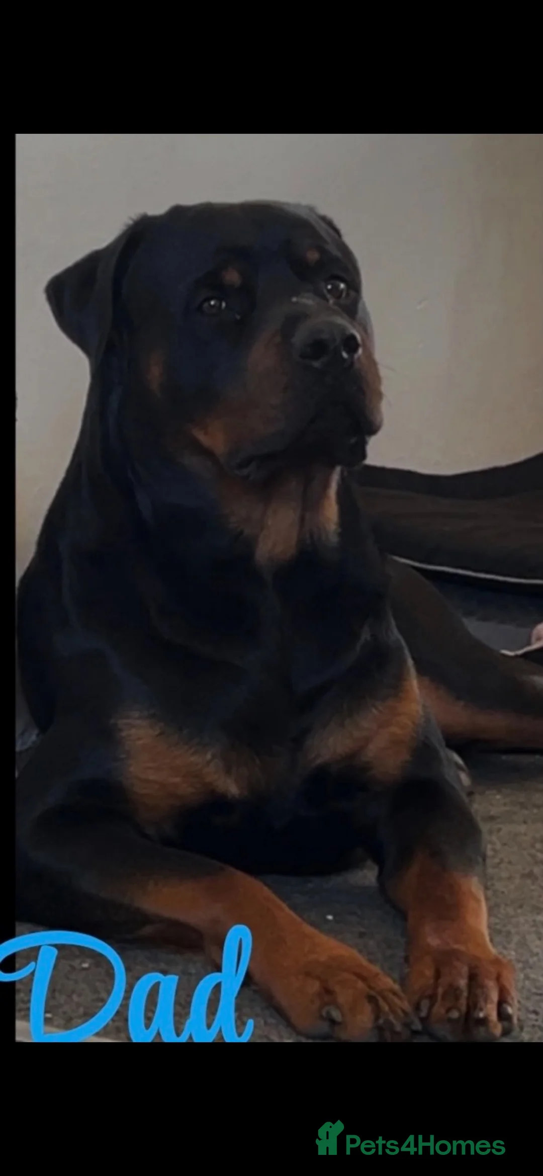 Rottweiler dogs for stud: Rottweiler stud  - Advert 2