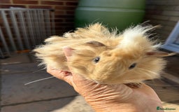Guinea Pig rodents for sale: 3 Handsome male baby guinea pigs. - Image 8