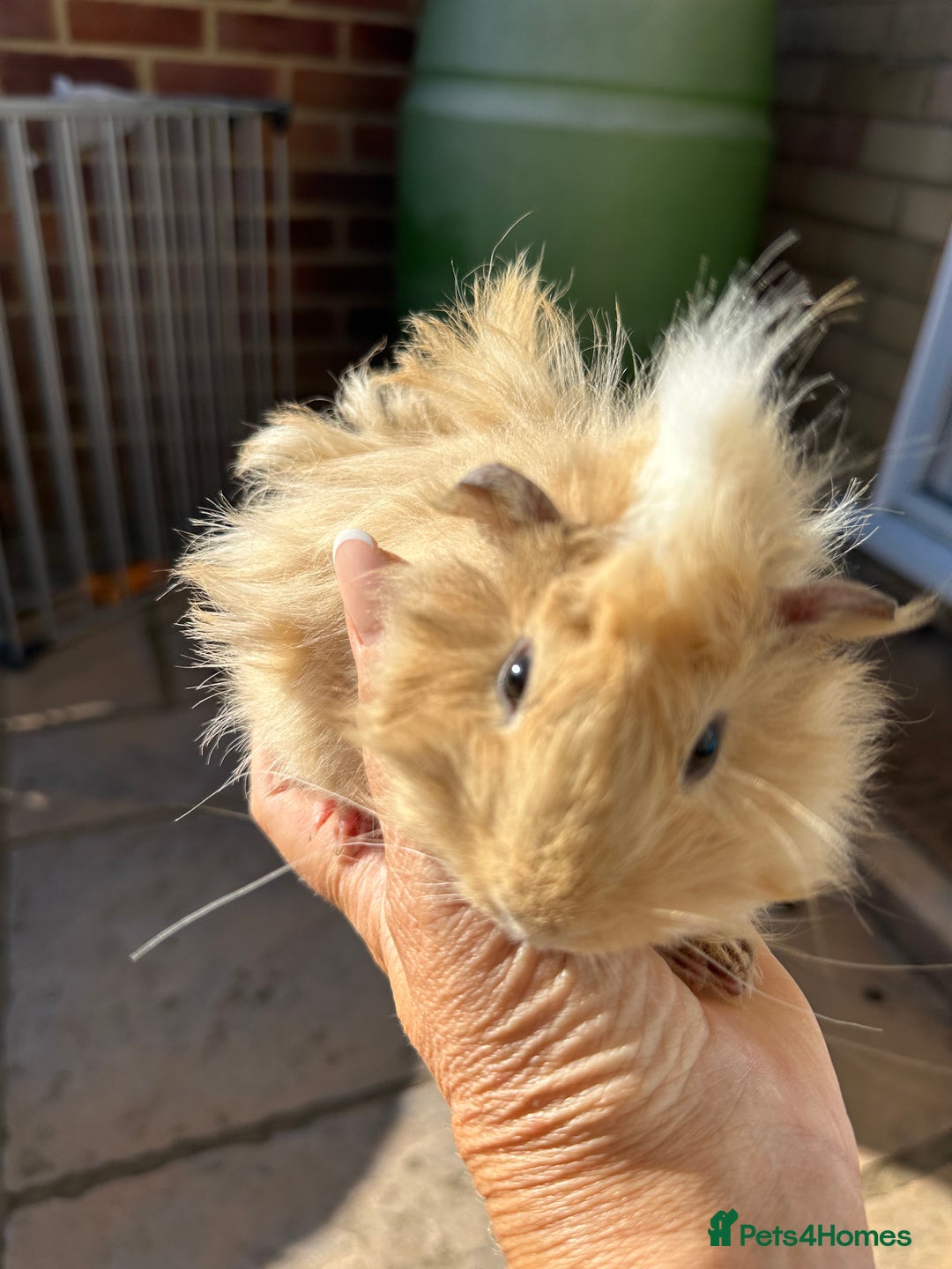 Guinea Pig rodents for sale: 3 Handsome male baby guinea pigs. - Image 8