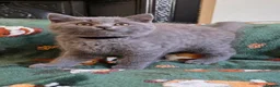 British Shorthair cats for sale: Beautiful British Shorthair kittens - Advert 2