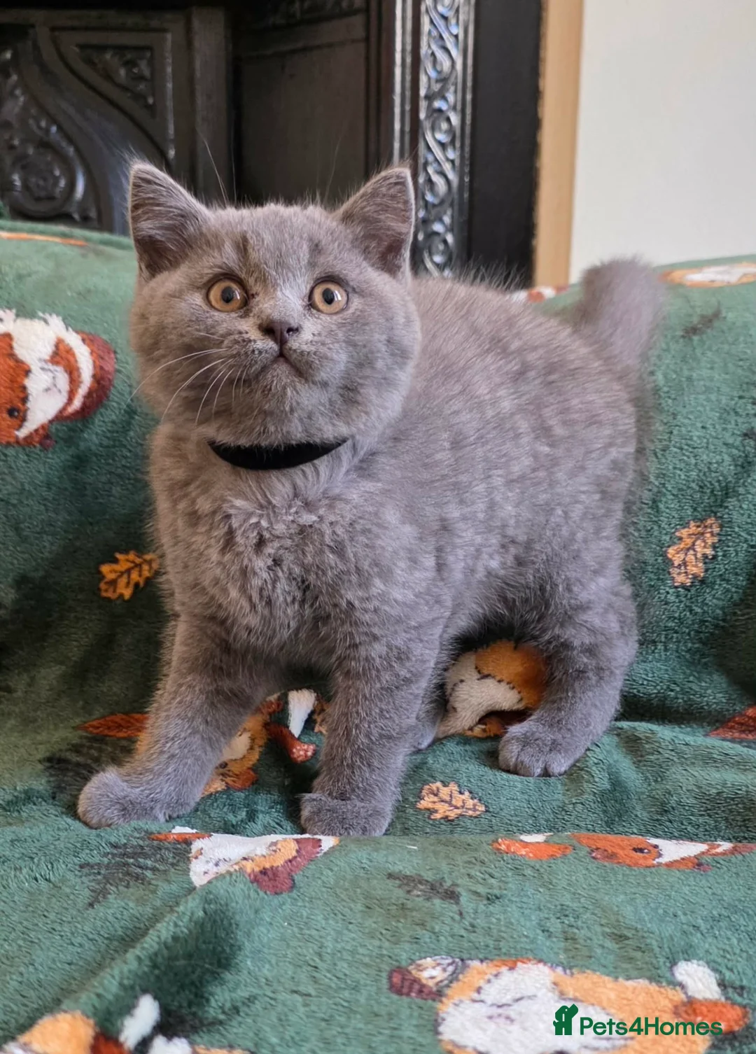 British Shorthair cats for sale: Beautiful British Shorthair kittens - Advert 2