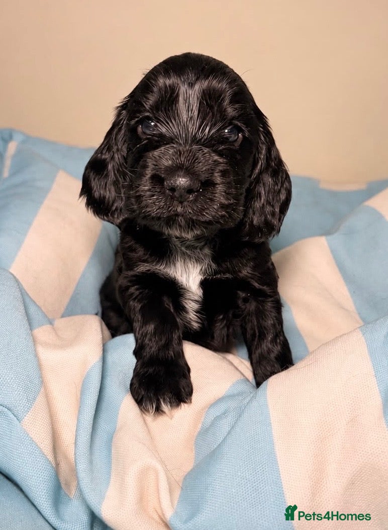 Cocker Spaniel dogs Stunning KC Show Cocker Spaniel - Advert 1