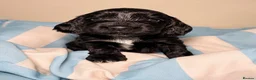 Cocker Spaniel dogs for sale: Stunning KC Show Cocker Spaniel - Advert 5
