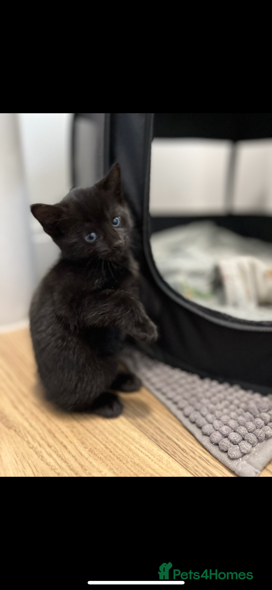 Mixed Breed cats for sale: 2x playful black tabbies - Advert 5