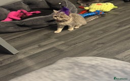 British Shorthair cats for sale:  Broadway Baby13w BritishShorthair,litter trained! - Image 4
