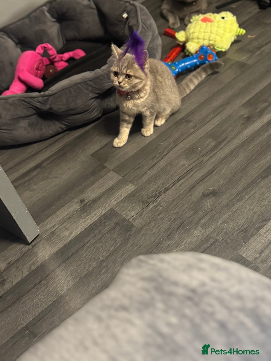 British Shorthair cats for sale:  Broadway Baby13w BritishShorthair,litter trained! - Image 4