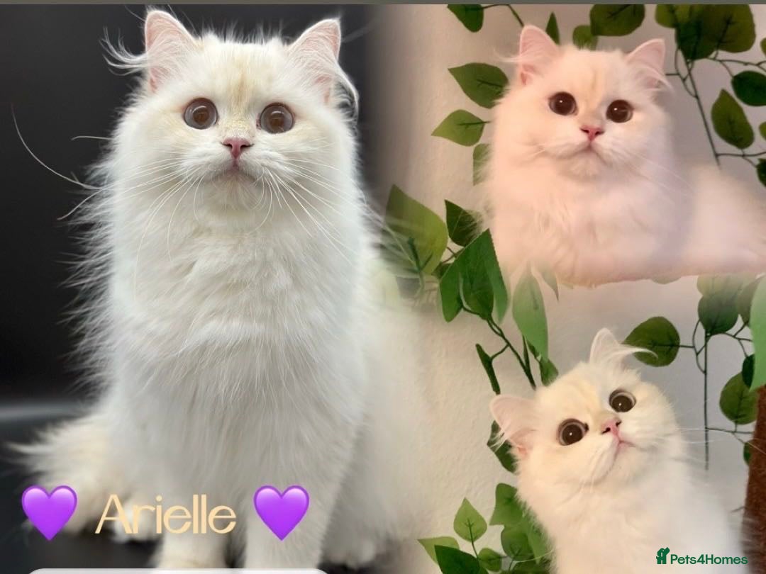 British Longhair cats for sale: Blue golden shaded of the world 🏆's offspring - Image 16