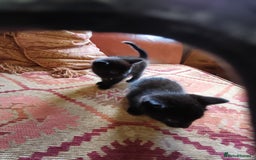 European cats for sale: 2 Adorable Kittens for new homes - Image 2