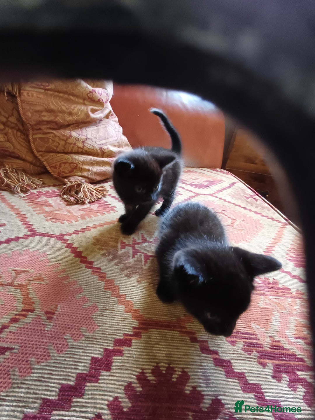 European cats for sale: 2 Adorable Kittens for new homes - Image 2