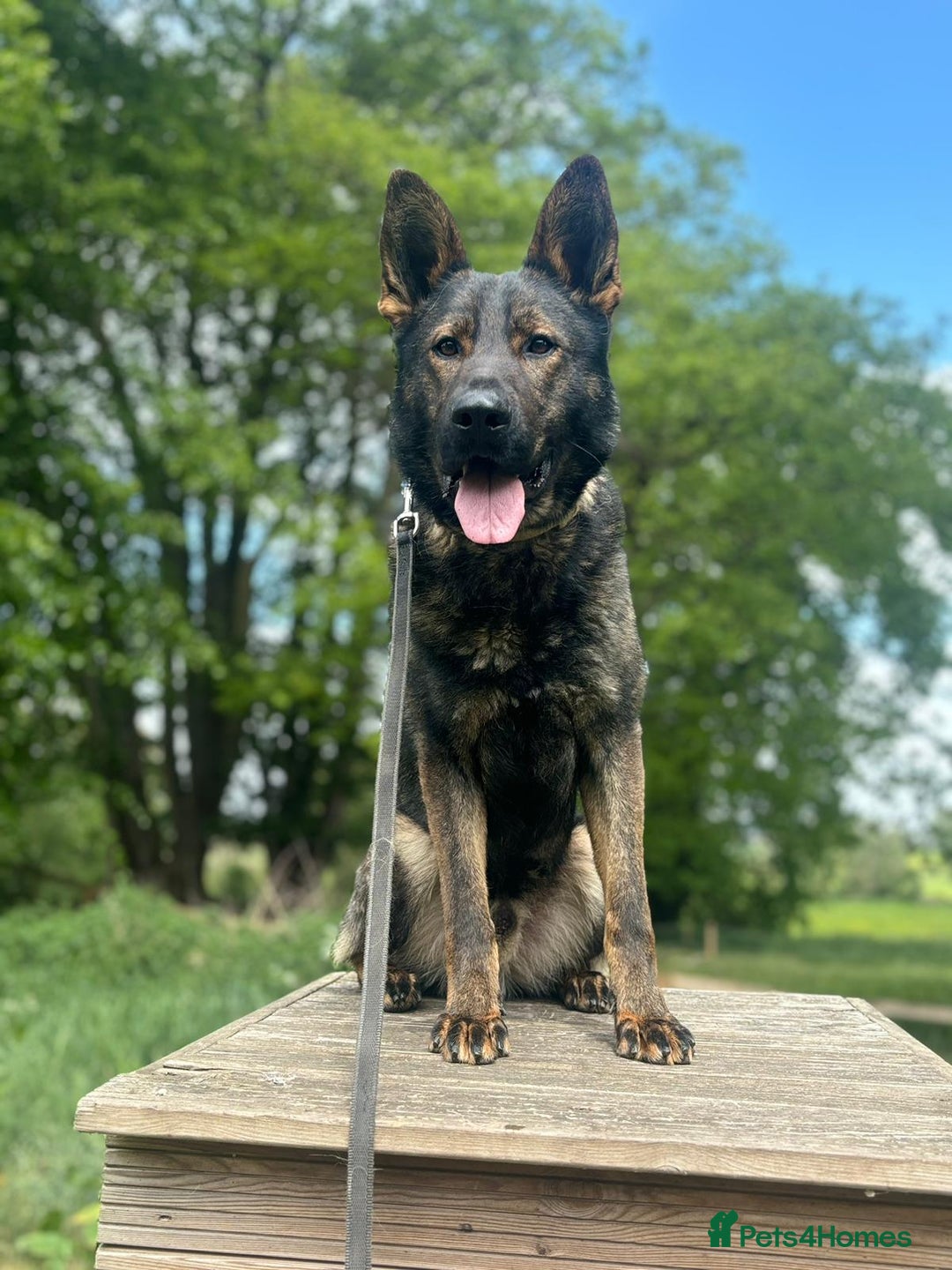 German Shepherd dogs for sale: Dark sable  - Image 2