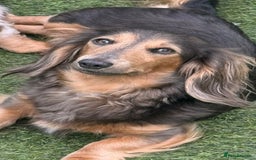 Miniature Dachshund dogs for sale: Kc reg choclate & tan dapple male dachshund  - Image 9