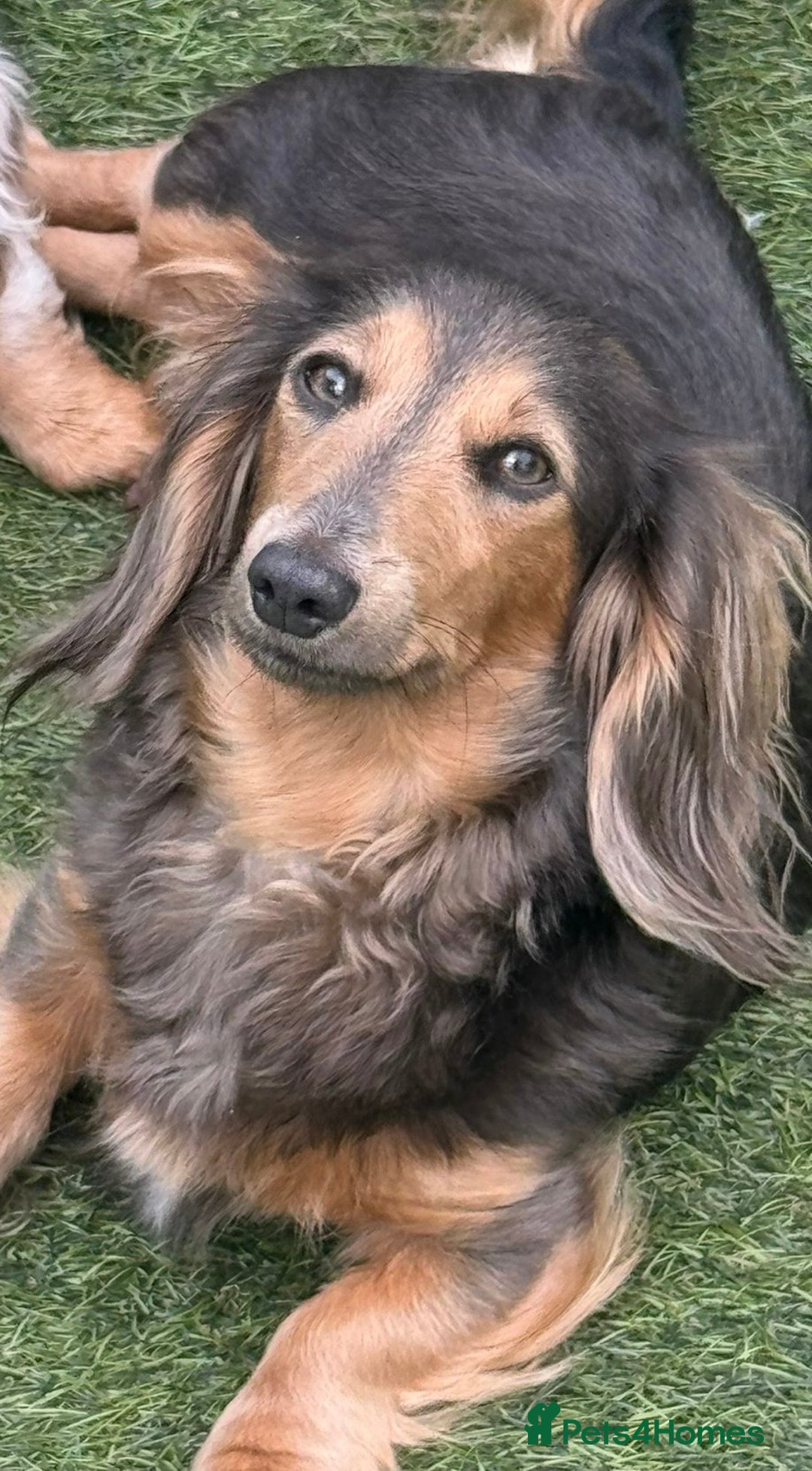 Miniature Dachshund dogs for sale: Kc reg choclate & tan dapple male dachshund  - Image 9