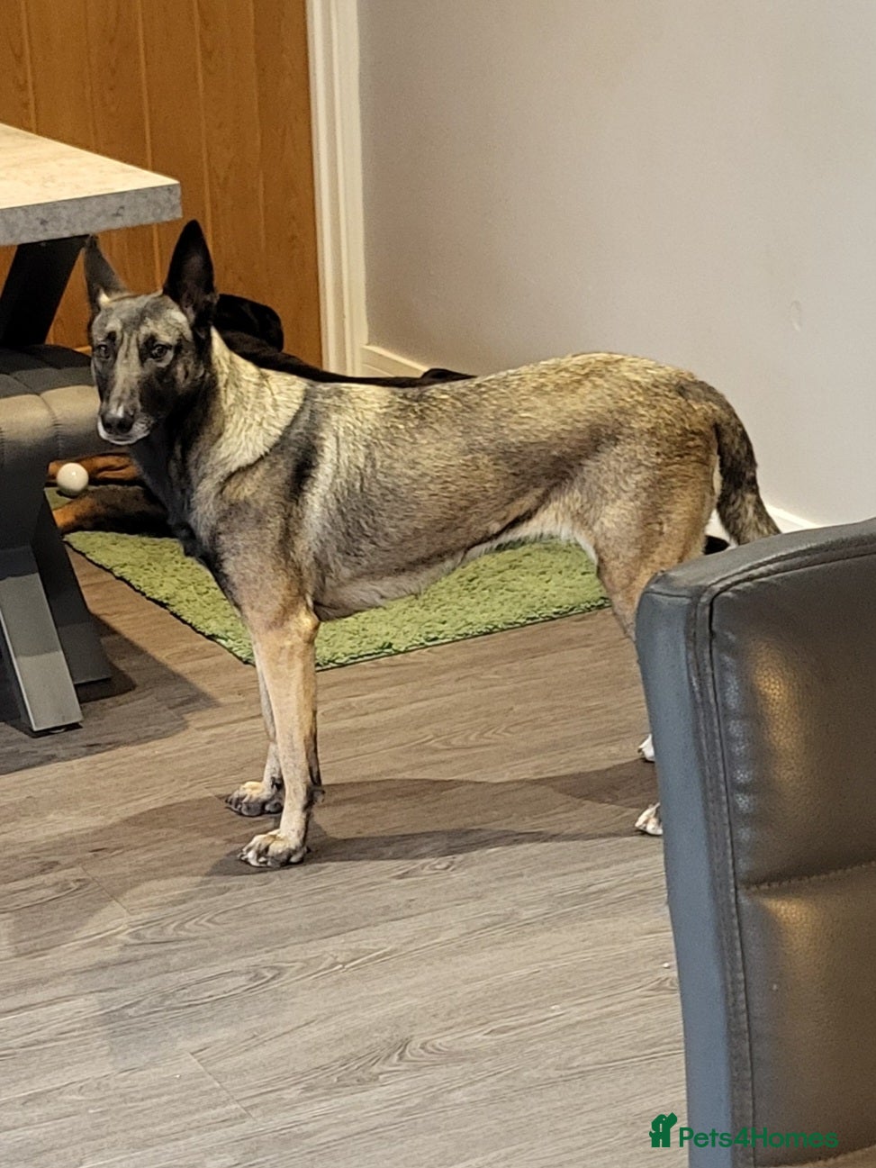 Mixed Breed dogs Rottweiler x malinois (malinweiler) pups - Advert 10