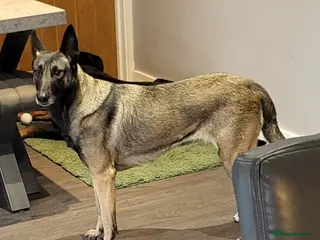 Mixed Breed dogs Rottweiler x malinois (malinweiler) pups - Advert 10