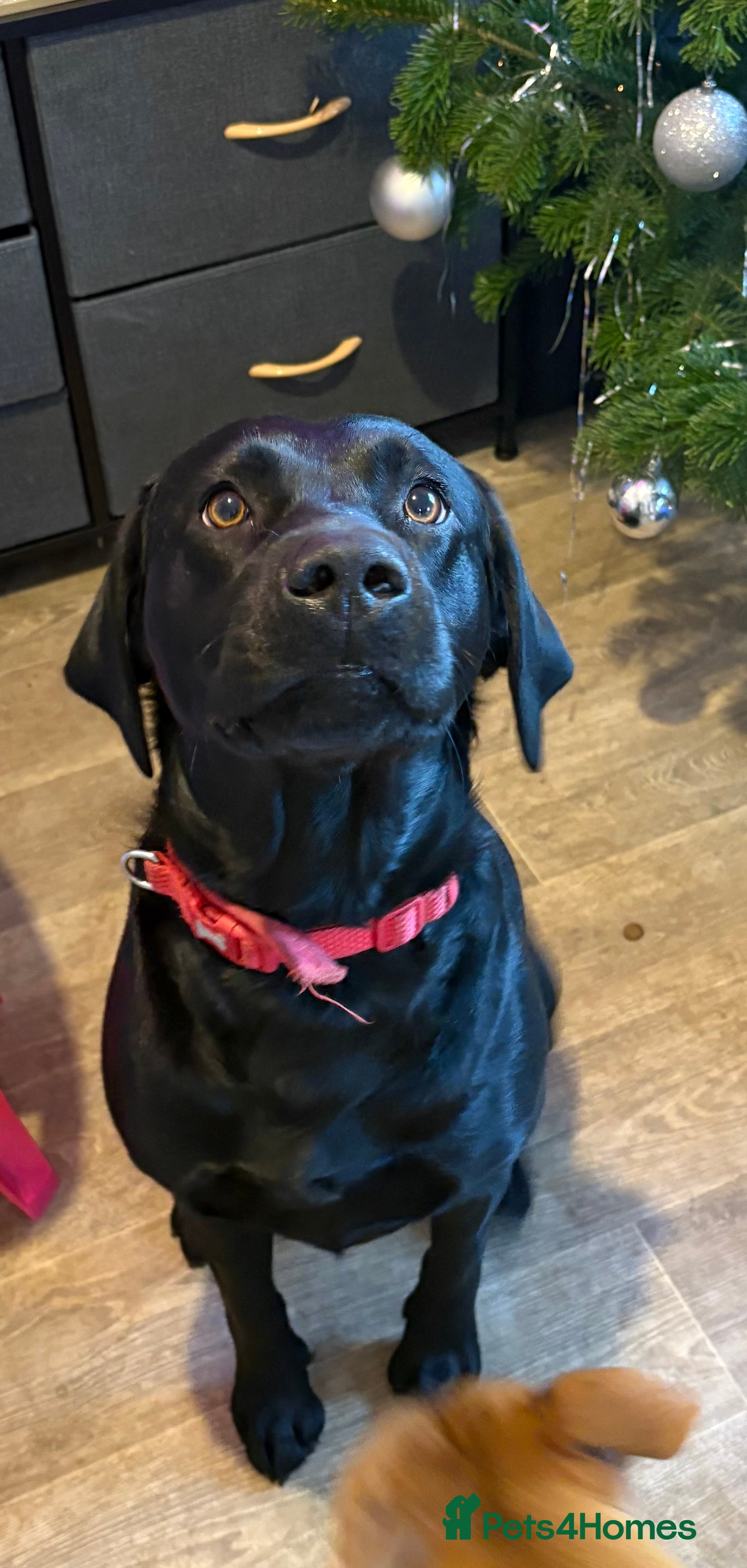 Mixed Breed dogs Labrador x Olde English Bulldogge Puppies  - Advert 1