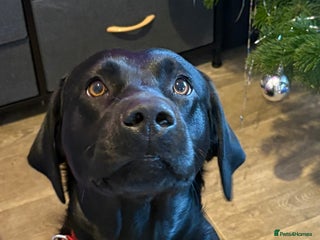 Mixed Breed dogs Labrador x Olde English Bulldogge Puppies - Advert 1