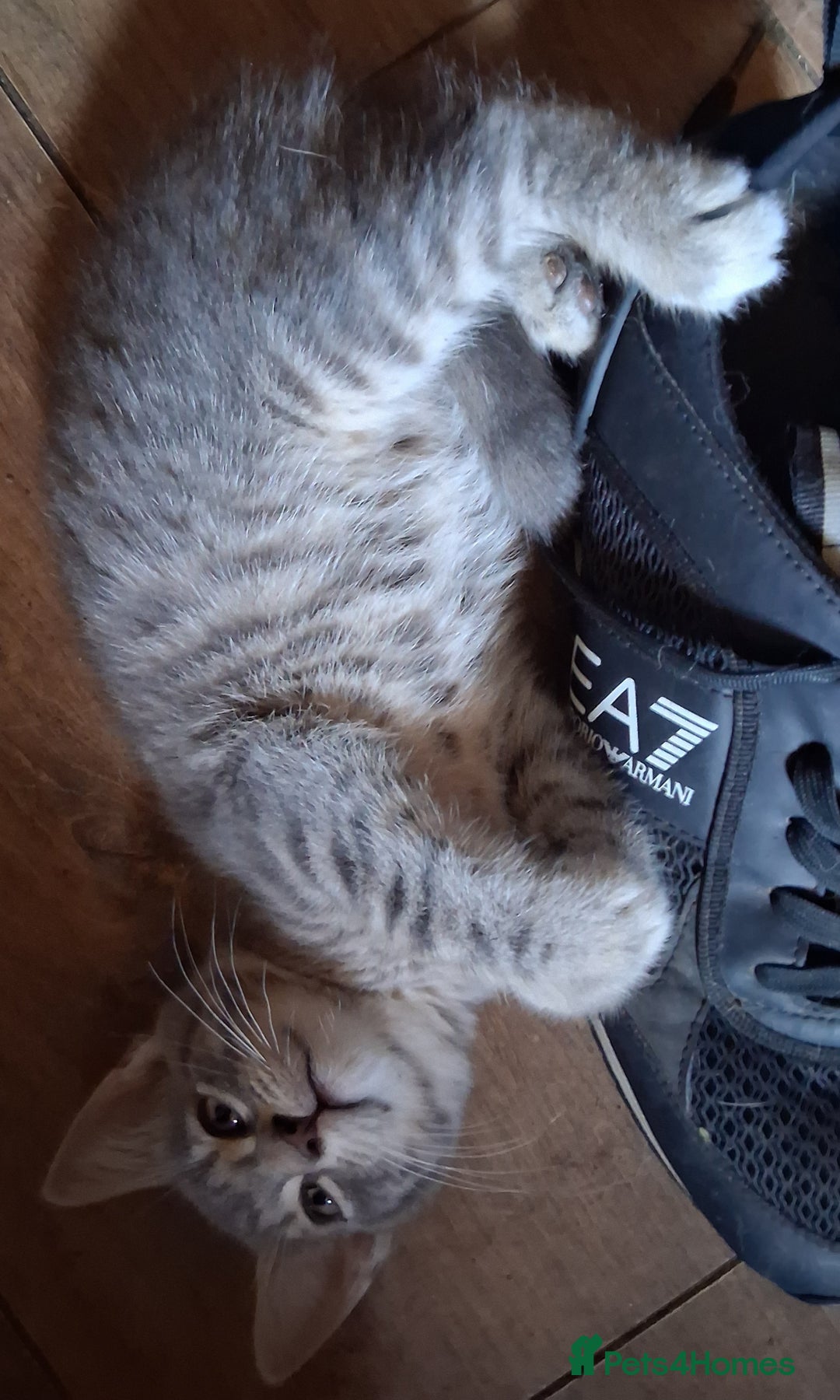 Mixed Breed cats for sale: UNIQUE SILVER/BLUE BENGAL X RUSSIAN BLUE KITTENS  - Image 4