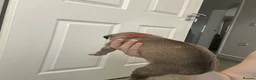 Mixed Breed dogs for sale: Beautiful Whippet/Greyhound Puppies - Advert 11