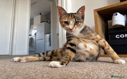 Domestic Shorthair cats for sale: 5 kittens available  - Image 12