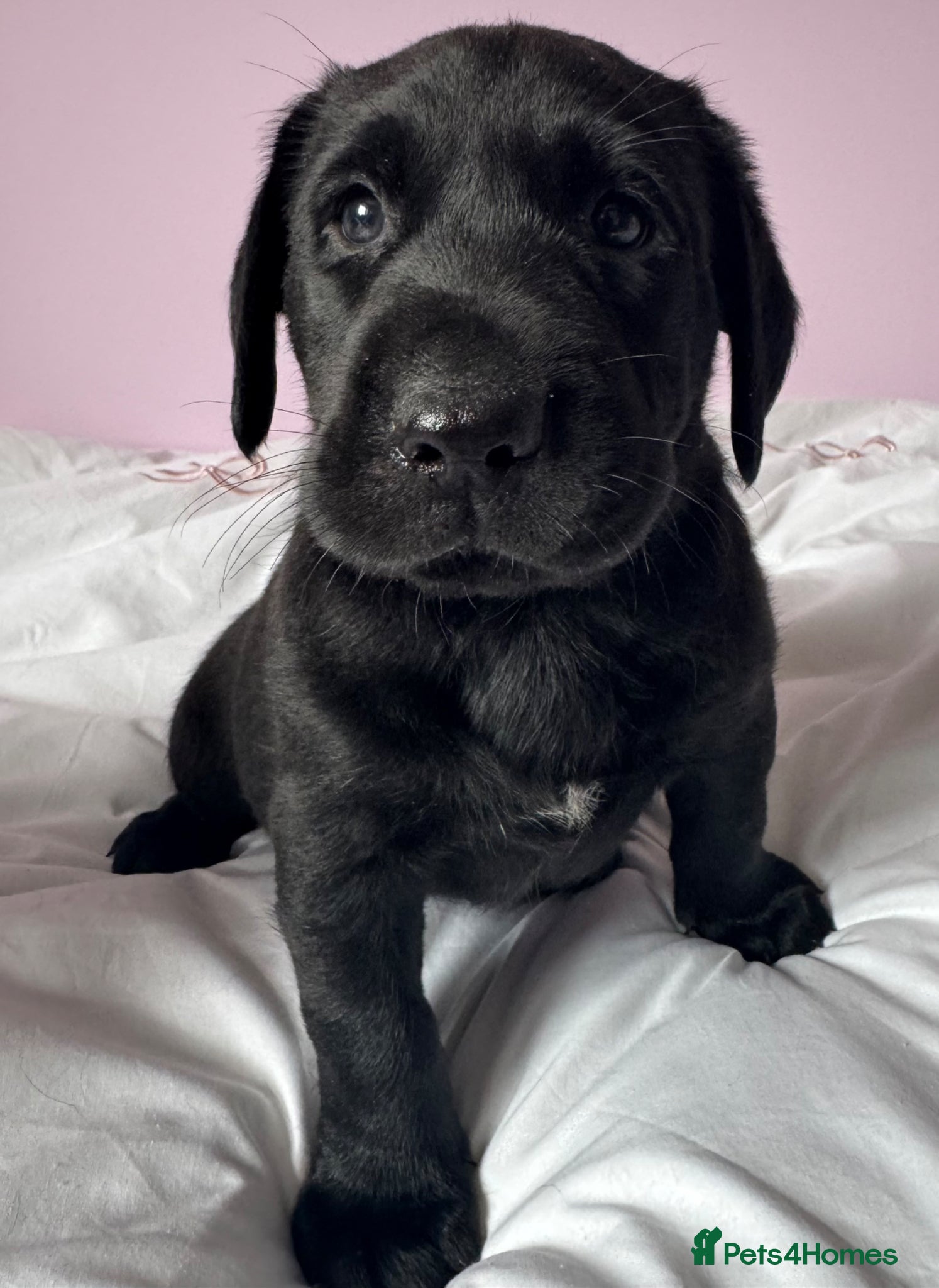 Labrador Retriever dogs for sale: Labrador pups fox red and black  - Advert 21