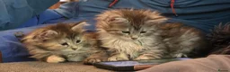 Maine Coon cats for sale: 3 beautiful maincoon kittens  - Advert 18