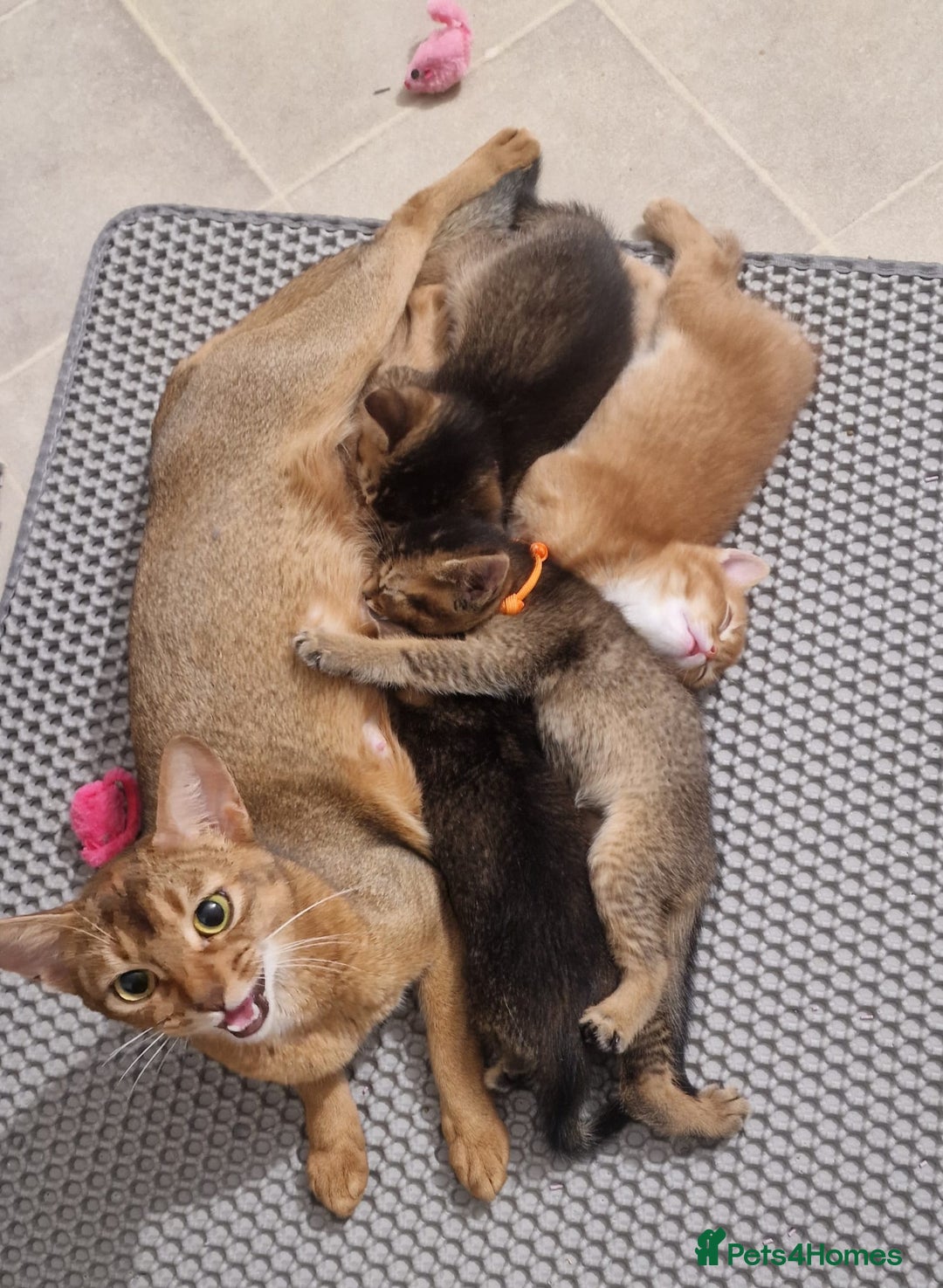 Abyssinian cats for sale: Abyssinian Cross British Blue - Advert 2