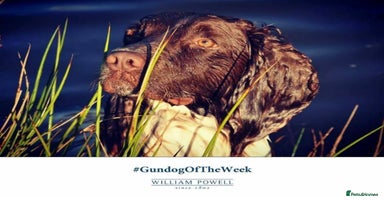 Sprocker dogs in Llandysul - Advert 6