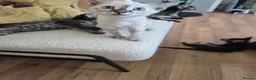 Bengal cats for sale: Bengal cross kittens - Advert 12