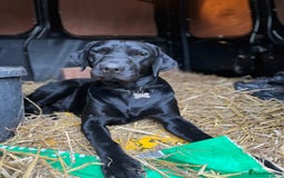 Labrador Retriever dogs for stud: Health Tested KC Labrador Stud  in Wimborne - Image 4