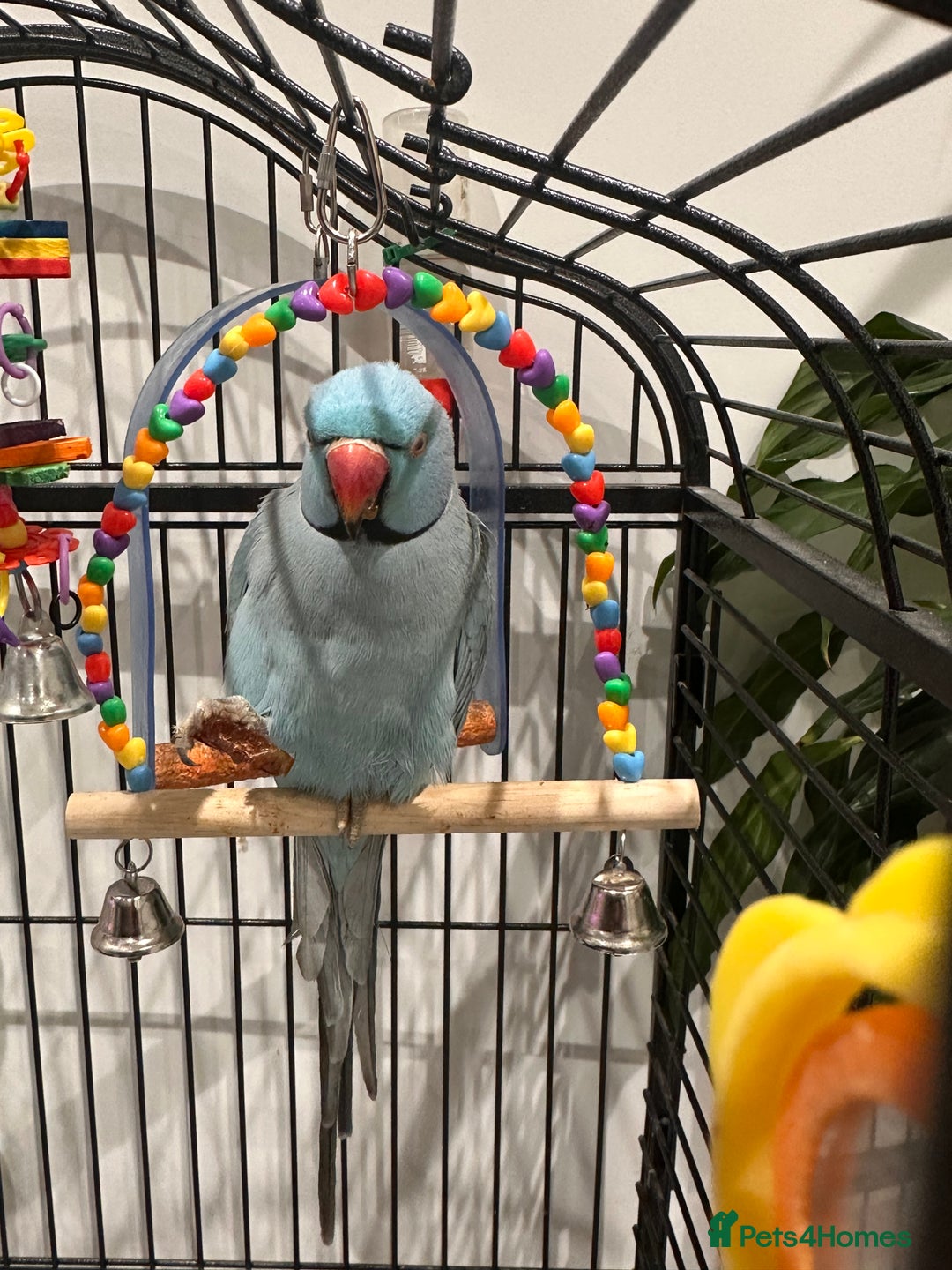 Ringnecks birds for sale: Indian Ringneck Parrot  - Advert 3