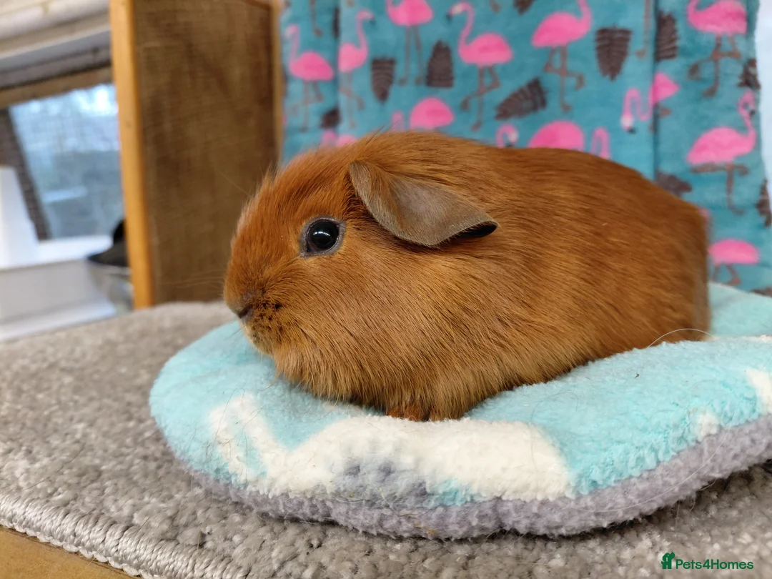 Guinea Pig rodents for sale: Baby Longhaired Boars /Merino/ Teddy/Goldens  - Advert 10