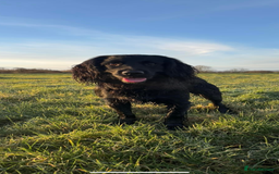 Mixed Breed dogs for sale: Gorgeous sprockador puppies for sale  - Image 6