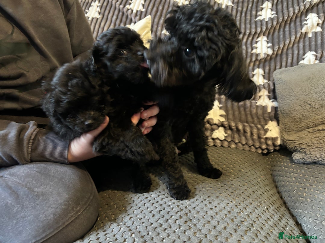 Mixed Breed dogs for sale: Pompoo non shedding fluffy teddy  - Advert 3