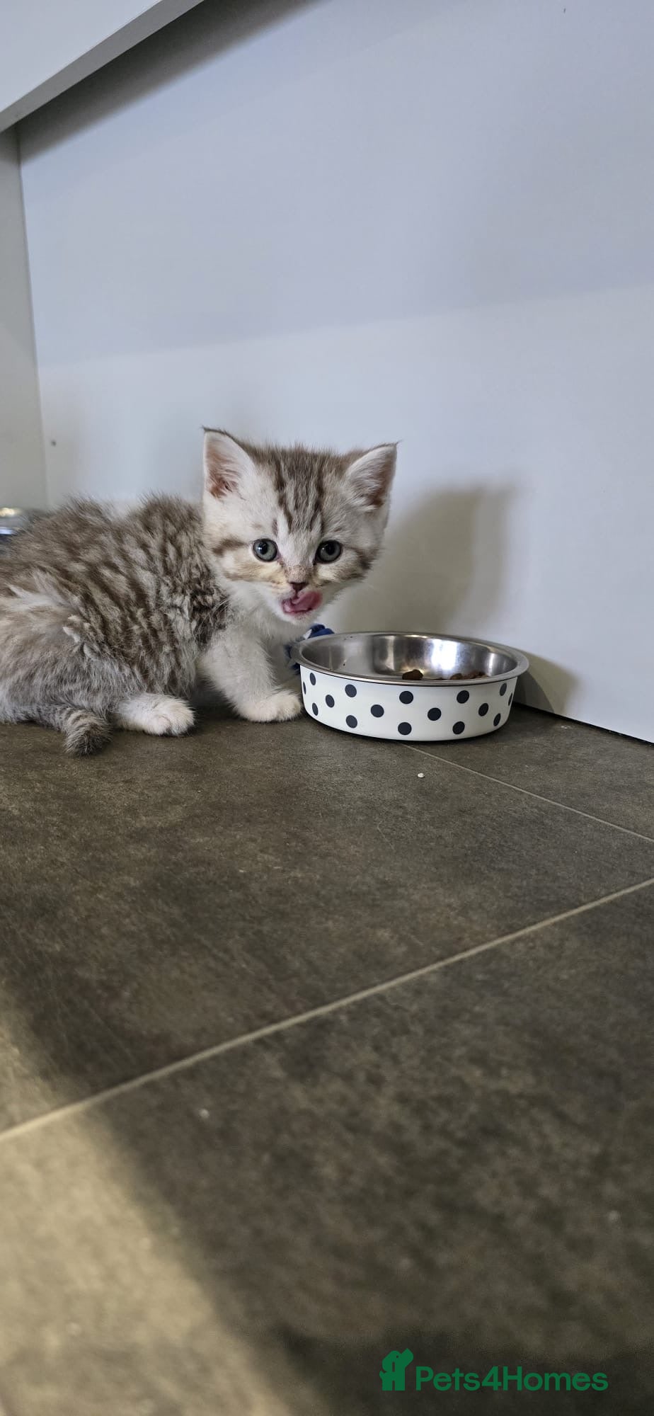 Scottish Fold cats For sale Scottish fold  kittens.  - Advert 3