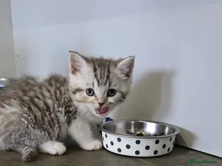 Scottish Fold cats For sale Scottish fold kittens. - Advert 3