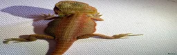 Bearded Dragon reptiles for sale: Stunning baby bearded dragons  - Advert 21