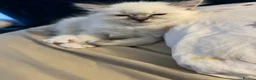 Ragdoll cats for sale: Ragdoll kittens  - Advert 7