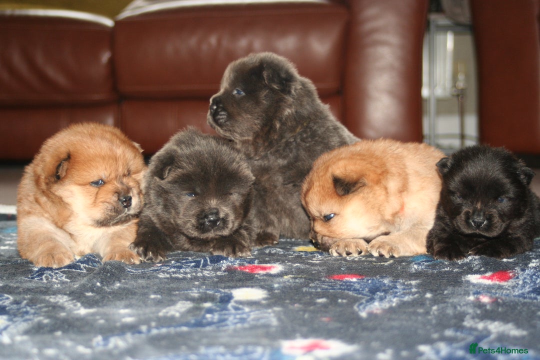 Chow Chow dogs for sale: Chow chow puppies ready to go 20th jan - Advert 3
