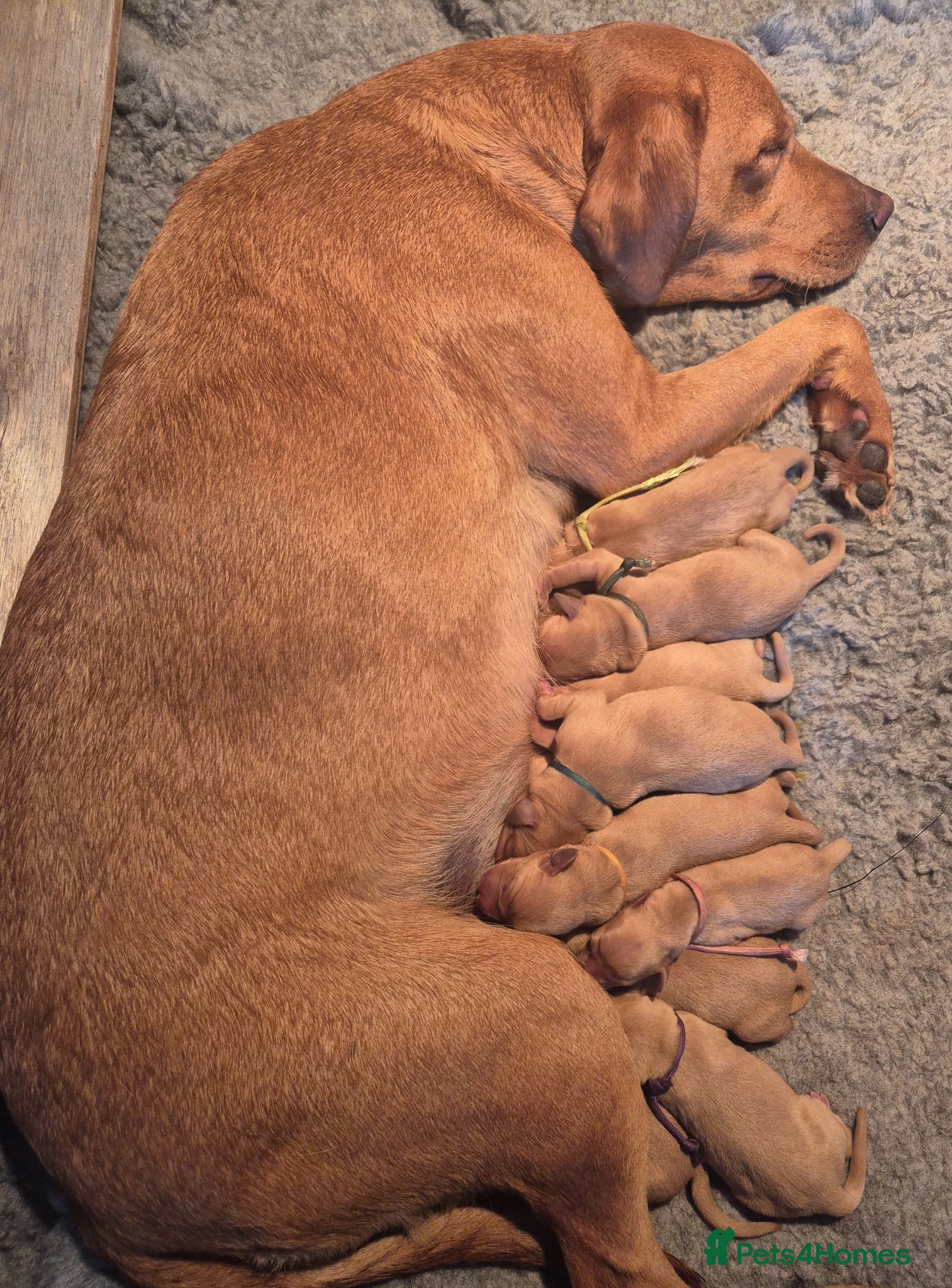 Labrador Retriever dogs Health Tested KC FoxRed Working Labrador Puppies  - Advert 12