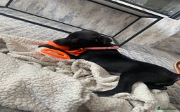 Patterjack dogs for sale: Patterdale puppies in Merthyr Tydfil - Image 6